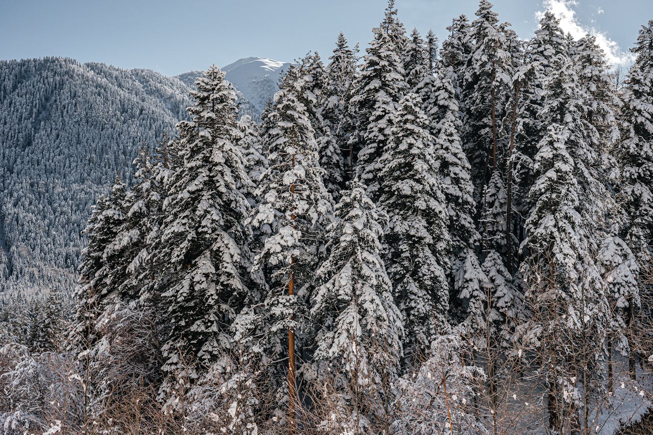 Горнолыжный отдых 2026: «Архыз» и Шерегеш